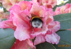 Rhododendron 'Brasilia' -Deutschland Garten Funk Verkaufs-Shop rhododendron brasilia m002316 676001 5