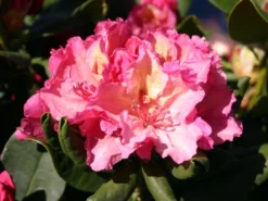 Rhododendron 'Brasilia' -Deutschland Garten Funk Verkaufs-Shop rhododendron brasilia m002316 w 0