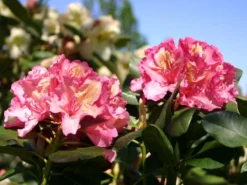 Rhododendron 'Brasilia' -Deutschland Garten Funk Verkaufs-Shop rhododendron brasilia m002316 w 2