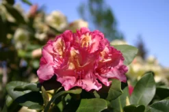 Rhododendron 'Brasilia' -Deutschland Garten Funk Verkaufs-Shop rhododendron brasilia m002316 w 4