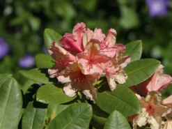 Rhododendron 'Brasilia' -Deutschland Garten Funk Verkaufs-Shop rhododendron brasilia m002316 w 6