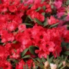 Rhododendron 'Burletta'
