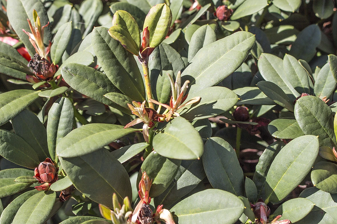 Rhododendron 'Burletta' 4 Rhododendron 'Burletta' – Bild 4