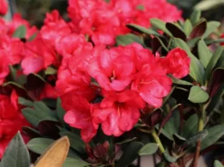 Rhododendron 'Burletta' 7 Rhododendron 'Burletta' -Deutschland Garten Funk Verkaufs-Shop rhododendron burletta m004342 w 1