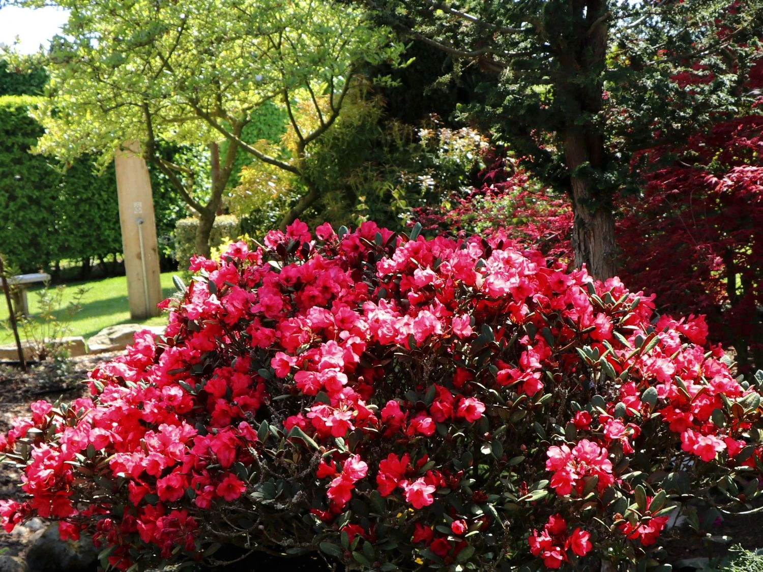 Rhododendron 'Burletta' 5 Rhododendron 'Burletta' – Bild 5
