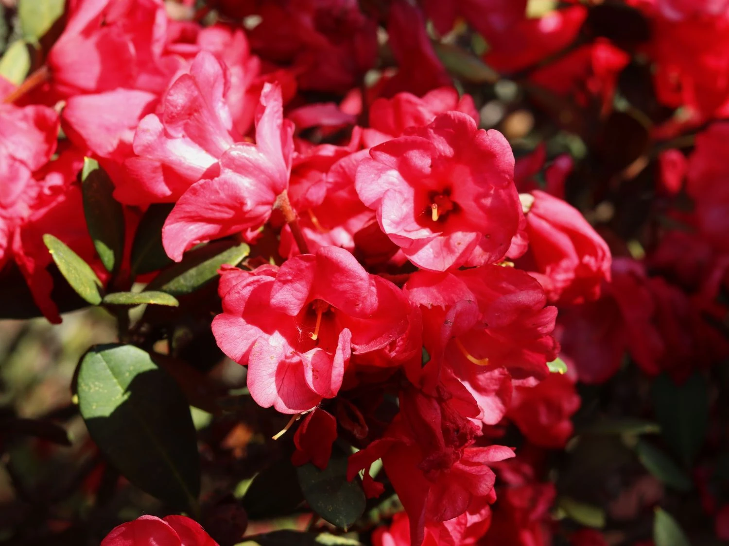 Rhododendron 'Burletta' 2 Rhododendron 'Burletta' – Bild 2