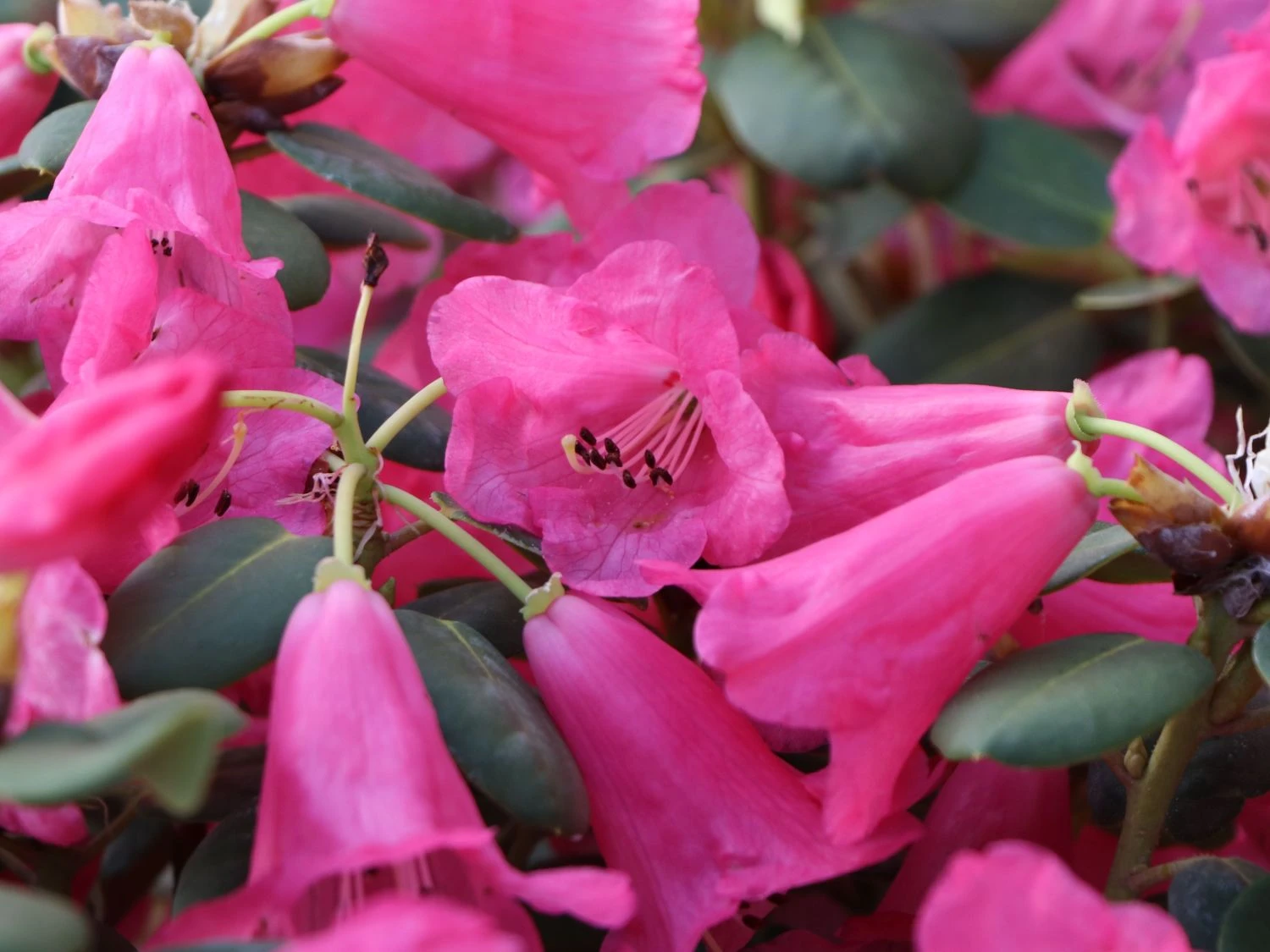 Rhododendron Callimorphum 2 Rhododendron Callimorphum – Bild 2