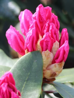 Rhododendron 'Caruso' ® -Deutschland Garten Funk Verkaufs-Shop rhododendron caruso m003666 w 0