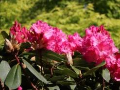 Rhododendron 'Caruso' ® -Deutschland Garten Funk Verkaufs-Shop rhododendron caruso m003666 w 1