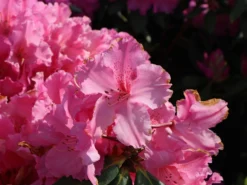 Rhododendron 'Caruso' ® -Deutschland Garten Funk Verkaufs-Shop rhododendron caruso m003666 w 10