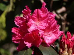 Rhododendron 'Caruso' ® -Deutschland Garten Funk Verkaufs-Shop rhododendron caruso m003666 w 5