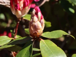 Rhododendron 'Caruso' ® -Deutschland Garten Funk Verkaufs-Shop rhododendron caruso m003666 w 6