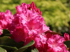 Rhododendron 'Caruso' ® -Deutschland Garten Funk Verkaufs-Shop rhododendron caruso m003666 w 7