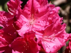 Rhododendron 'Caruso' ® -Deutschland Garten Funk Verkaufs-Shop rhododendron caruso m003666 w 8