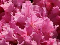 Rhododendron 'Caruso' ® -Deutschland Garten Funk Verkaufs-Shop rhododendron caruso m003666 w 9