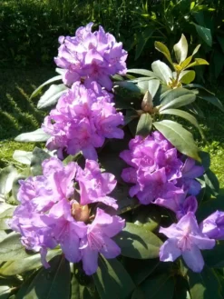 Rhododendron 'Catawbiense Boursault' -Deutschland Garten Funk Verkaufs-Shop rhododendron catawbiense boursault m003670 483466 0