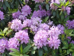 Rhododendron 'Catawbiense Boursault' -Deutschland Garten Funk Verkaufs-Shop rhododendron catawbiense boursault m003670 765787 0