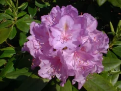 Rhododendron 'Catawbiense Boursault' -Deutschland Garten Funk Verkaufs-Shop rhododendron catawbiense boursault m003670 w 2
