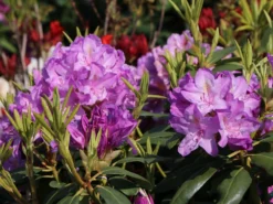 Rhododendron 'Catawbiense Boursault' -Deutschland Garten Funk Verkaufs-Shop rhododendron catawbiense boursault m003670 w 3