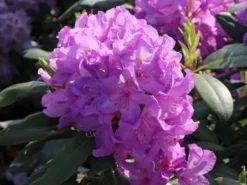 Rhododendron 'Catawbiense Boursault' -Deutschland Garten Funk Verkaufs-Shop rhododendron catawbiense boursault m003670 w 4