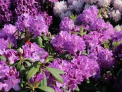 Rhododendron 'Catawbiense Boursault' -Deutschland Garten Funk Verkaufs-Shop rhododendron catawbiense boursault m003670 w 5