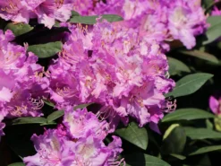 Rhododendron 'Catawbiense Boursault' -Deutschland Garten Funk Verkaufs-Shop rhododendron catawbiense boursault m003670 w 6