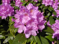 Rhododendron 'Catawbiense Grandiflorum' -Deutschland Garten Funk Verkaufs-Shop rhododendron catawbiense grandiflorum m002320 w 2