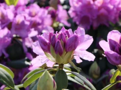 Rhododendron 'Catawbiense Grandiflorum' -Deutschland Garten Funk Verkaufs-Shop rhododendron catawbiense grandiflorum m002320 w 3