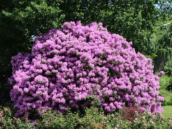 Rhododendron 'Catawbiense Grandiflorum' -Deutschland Garten Funk Verkaufs-Shop rhododendron catawbiense grandiflorum m002320 w 4
