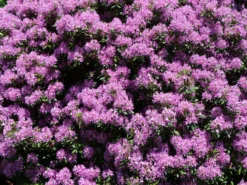 Rhododendron 'Catawbiense Grandiflorum' -Deutschland Garten Funk Verkaufs-Shop rhododendron catawbiense grandiflorum m002320 w 5