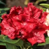Rhododendron 'Cherry Kiss' ®