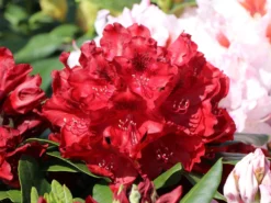 Rhododendron 'Cherry Kiss' ® -Deutschland Garten Funk Verkaufs-Shop rhododendron cherry kiss m094720 w 2