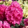 Rhododendron 'Claudine'