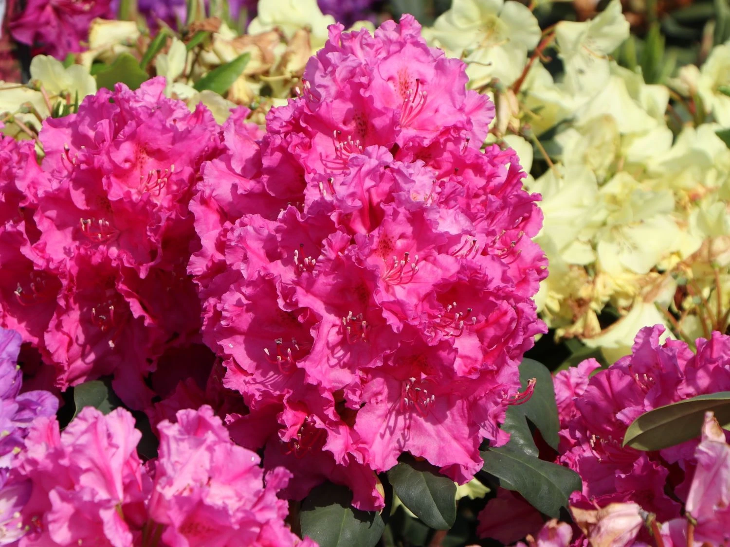 Rhododendron 'Claudine' 1 Rhododendron 'Claudine'