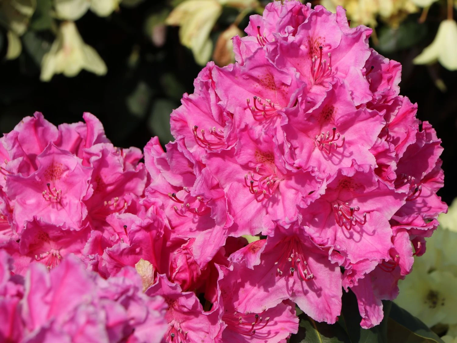 Rhododendron 'Claudine' 2 Rhododendron 'Claudine' – Bild 2