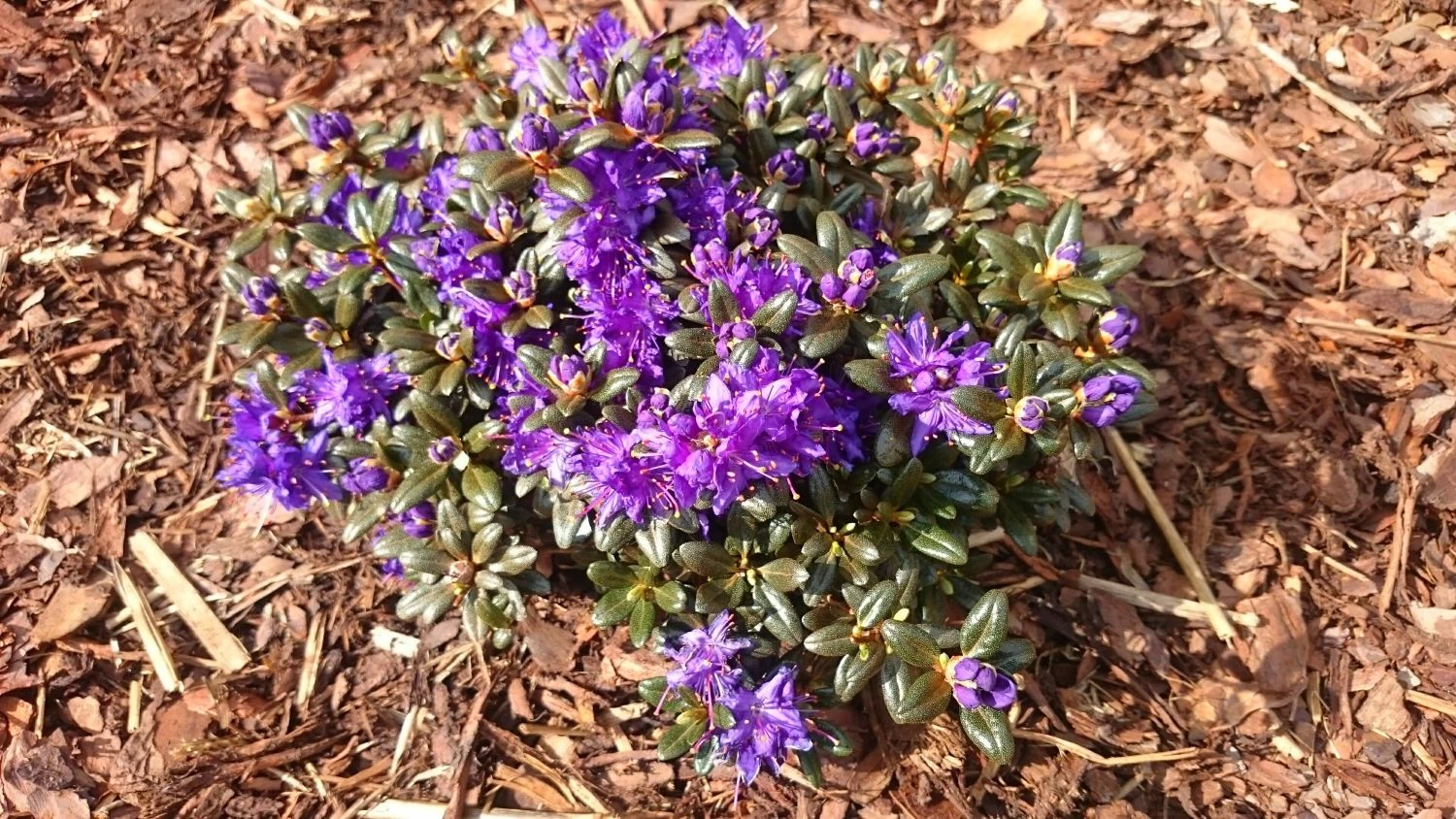 Rhododendron 'Compactum' 5 Rhododendron 'Compactum' – Bild 5