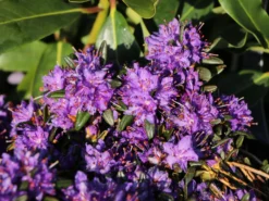 Rhododendron 'Compactum' 8 Rhododendron 'Compactum' -Deutschland Garten Funk Verkaufs-Shop rhododendron compactum m003050 w 1