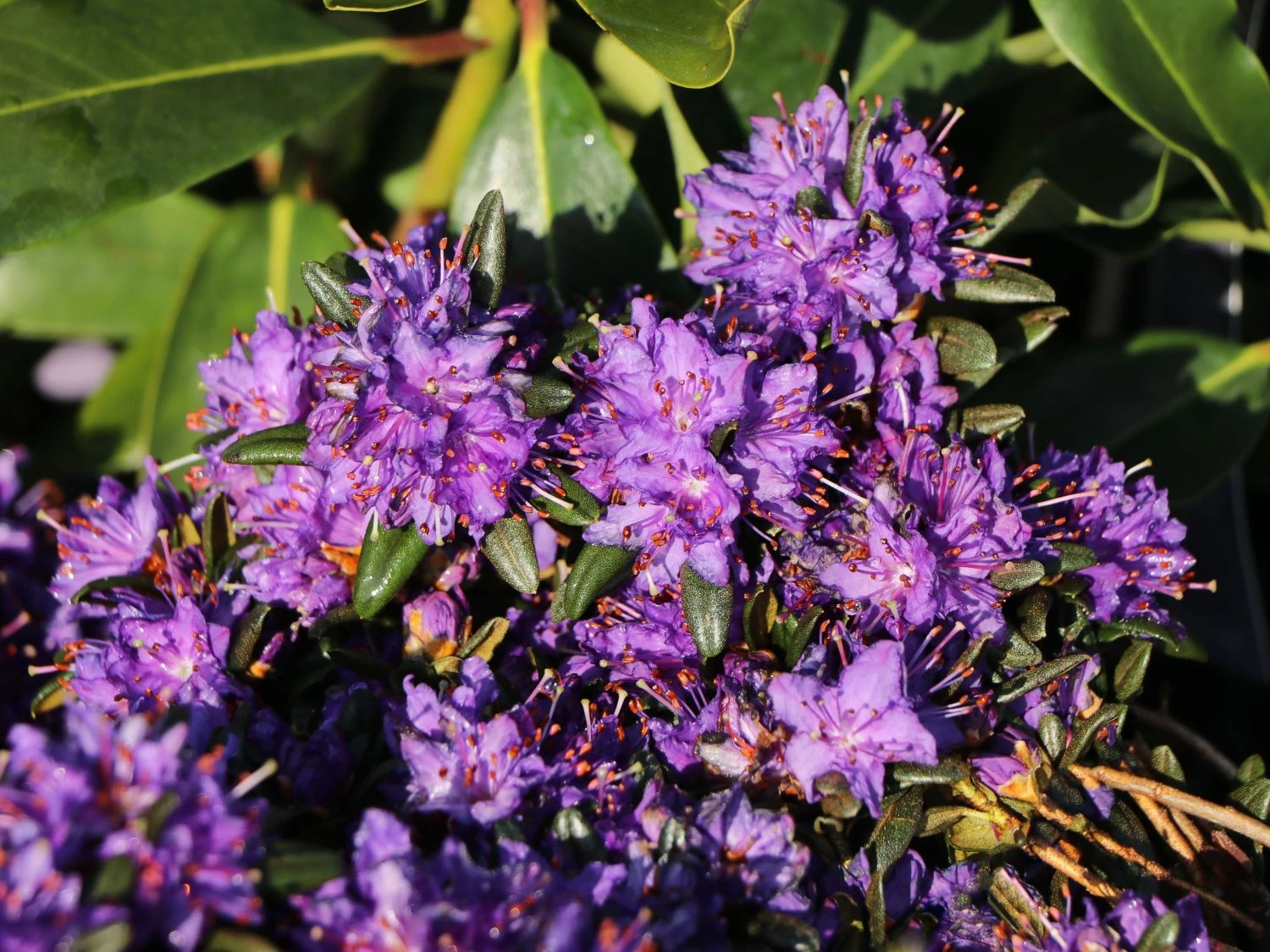 Rhododendron 'Compactum' 4 Rhododendron 'Compactum' – Bild 4