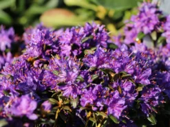 Rhododendron 'Compactum' 7 Rhododendron 'Compactum' -Deutschland Garten Funk Verkaufs-Shop rhododendron compactum m003050 w 2