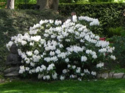 Rhododendron 'Cunningham's White' -Deutschland Garten Funk Verkaufs-Shop rhododendron cunninghams white m002324 1098677 0