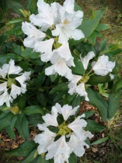 Rhododendron 'Cunningham's White' -Deutschland Garten Funk Verkaufs-Shop rhododendron cunninghams white m002324 500570 0