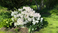 Rhododendron 'Cunningham's White' -Deutschland Garten Funk Verkaufs-Shop rhododendron cunninghams white m002324 947984 0