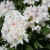 Rhododendron 'Cunningham's White'