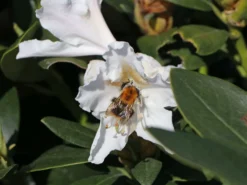 Rhododendron 'Cunningham's White' -Deutschland Garten Funk Verkaufs-Shop rhododendron cunninghams white m002324 w 11