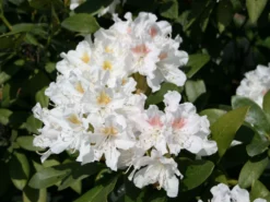 Rhododendron 'Cunningham's White' -Deutschland Garten Funk Verkaufs-Shop rhododendron cunninghams white m002324 w 2