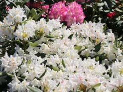 Rhododendron 'Cunningham's White' -Deutschland Garten Funk Verkaufs-Shop rhododendron cunninghams white m002324 w 3
