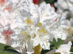 Rhododendron 'Cunningham's White' -Deutschland Garten Funk Verkaufs-Shop rhododendron cunninghams white m002324 w 4