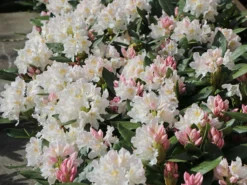 Rhododendron 'Cunningham's White' -Deutschland Garten Funk Verkaufs-Shop rhododendron cunninghams white m002324 w 5