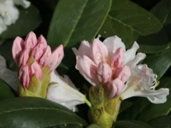 Rhododendron 'Cunningham's White' -Deutschland Garten Funk Verkaufs-Shop rhododendron cunninghams white m002324 w 6