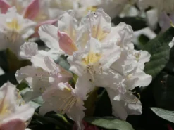 Rhododendron 'Cunningham's White' -Deutschland Garten Funk Verkaufs-Shop rhododendron cunninghams white m002324 w 7
